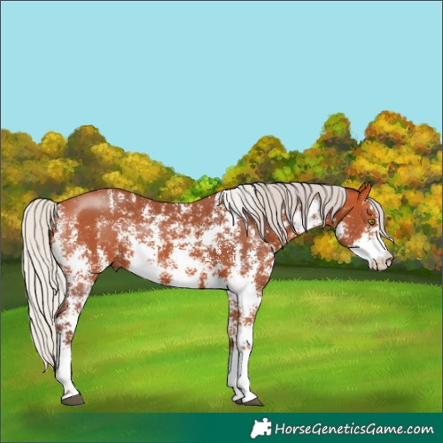 Horse Color:Silver Bay Sabino Rabicano 