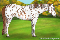 Horse Color:Chestnut Appaloosa 
