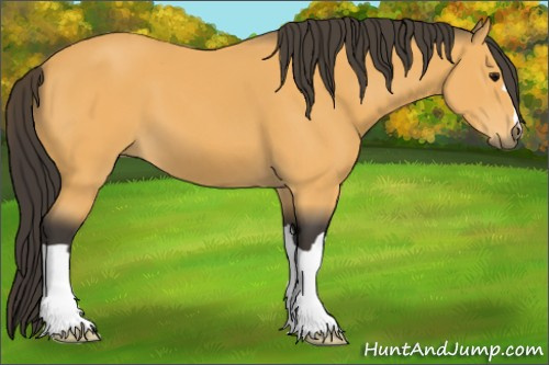 Horse Color:Buckskin 
