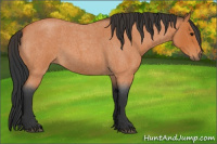 Horse Color:Bay Roan 