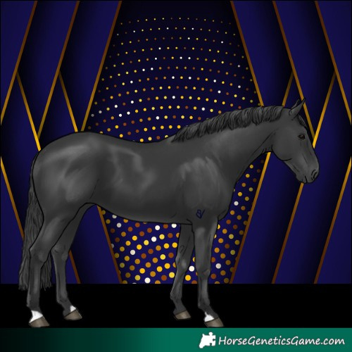 Horse Color:Black 