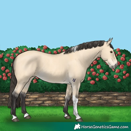 Horse Color:Buckskin Dun Tobiano 