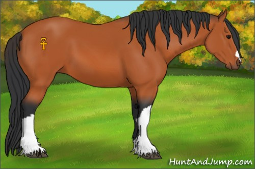 Horse Color:Bay 