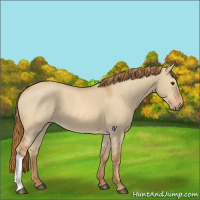 Horse Color:Red Dun 