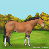 Horse Color:Bay 
