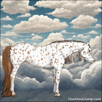 Horse Color:Chestnut Appaloosa