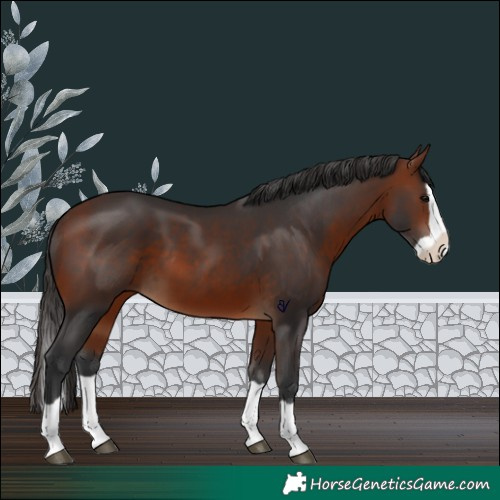Horse Color:Bay Splash 