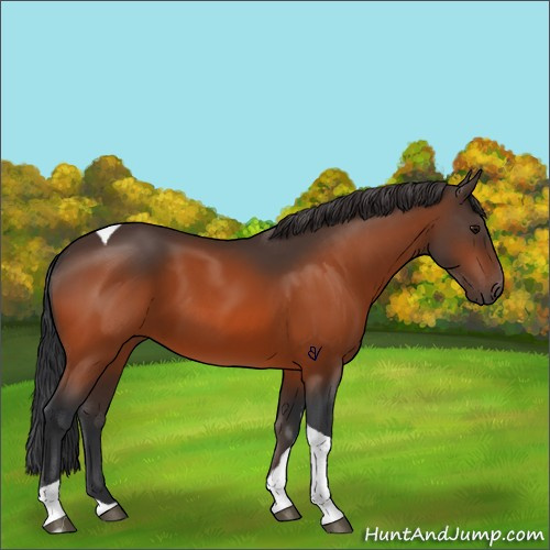 Horse Color:Bay Tobiano 