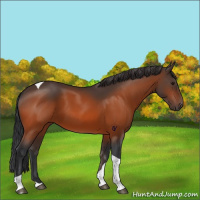 Horse Color:Bay Tobiano 