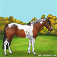 Horse Color:Bay Tobiano 