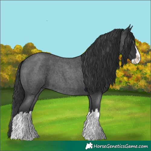 Horse Color:Blue Roan Splash 