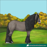 Horse Color:Grullo Splash 