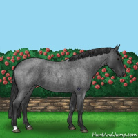 Horse Color:Blue Roan