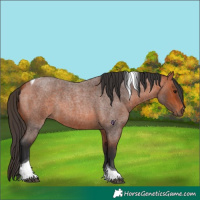 Horse Color:Bay Roan Tobiano 