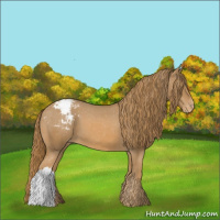 Horse Color:Chestnut Appaloosa 