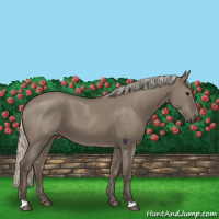 Horse Color:Silver Grullo 