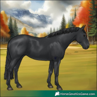 Horse Color:Black 