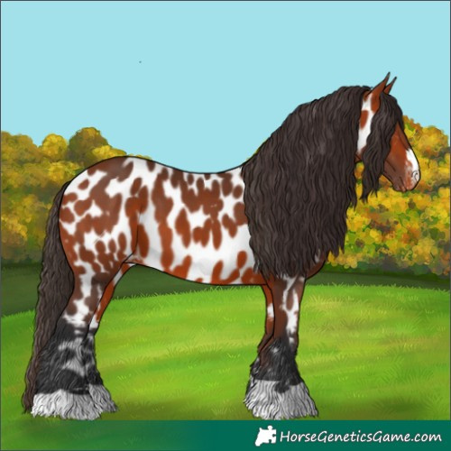 Horse Color:Bay Appaloosa 