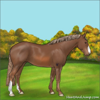 Horse Color:Chestnut 