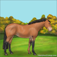 Horse Color:Bay 