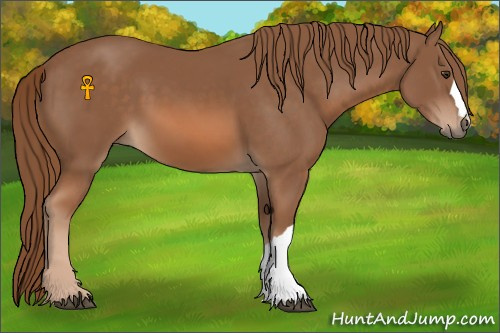 Horse Color:Chestnut 