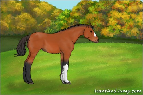 Horse Color:Bay 