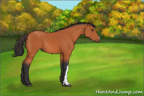 Horse Color:Bay 