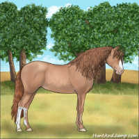 Horse Color:Gold Champagne