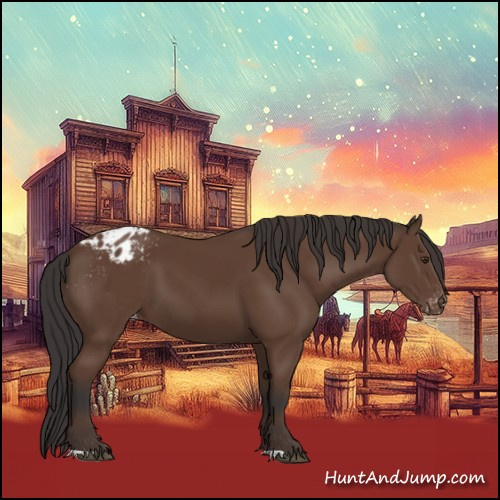 Horse Color:Bay Appaloosa 