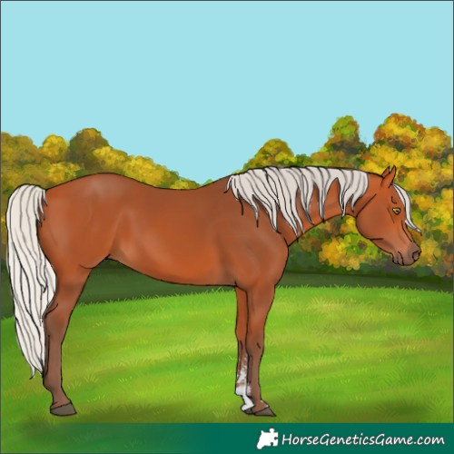 Horse Color:Silver Bay Sabino Rabicano 