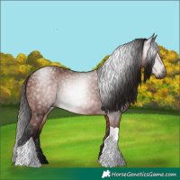 Horse Color:Gray Bay Tobiano Rabicano 