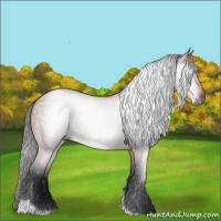 Horse Color:Gray Bay Tobiano Rabicano 