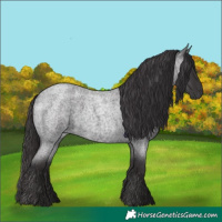 Horse Color:Smoky Blue Roan 