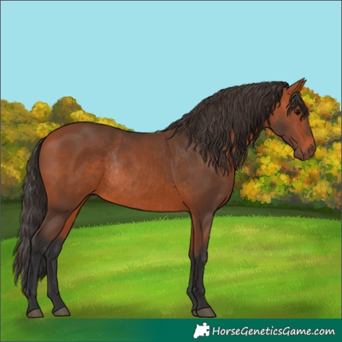 Horse Color:Bay Rabicano 