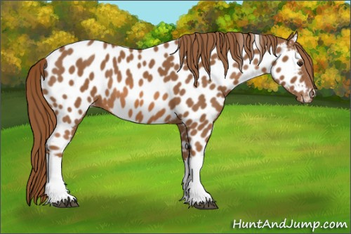 Horse Color:Chestnut Appaloosa 
