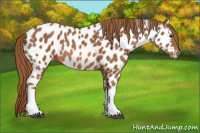 Horse Color:Chestnut Appaloosa 