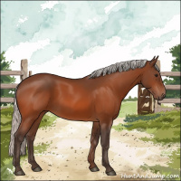 Horse Color:Silver Bay 