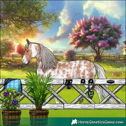 Horse Color:Silver Bay Sabino Rabicano 