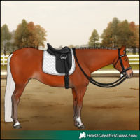 Horse Color:Silver Bay Sabino Rabicano 