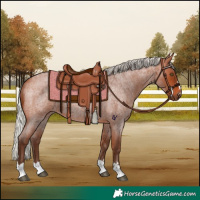 Horse Color:Silver Bay Roan Rabicano