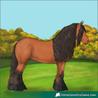 Horse Color:Bay 