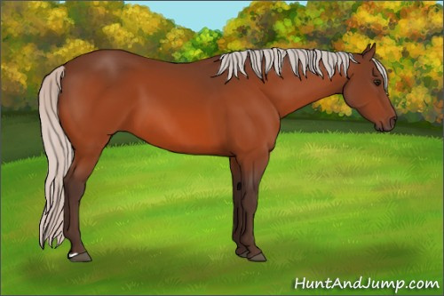 Horse Color:Silver Bay
