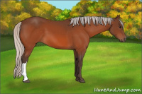 Horse Color:Silver Bay 