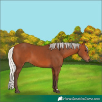 Horse Color:Silver Bay 