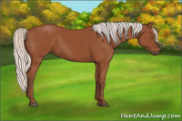 Horse Color:Silver Bay Sabino Rabicano