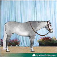 Horse Color:Silver Bay Chinchilla Sabino Rabicano