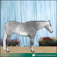 Horse Color:Silver Bay Chinchilla Sabino Rabicano 