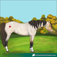 Horse Color:Buckskin Roan Dun 