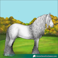 Horse Color:Gray Black 