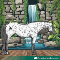 Horse Color:Black Near Leopard Rabicano 